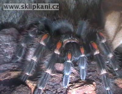 Brachypelma_auratum