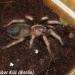 Brachypelma baumgarteni