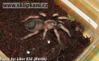 Brachypelma-baumgarteni