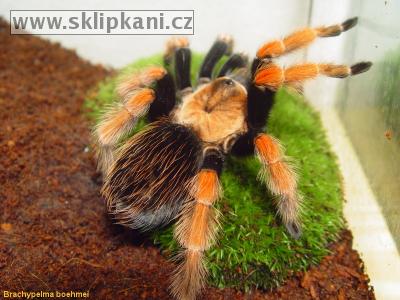 Brachypelma_boehmei