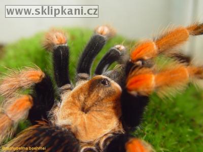 Brachypelma_boehmei