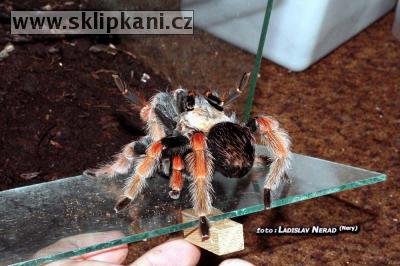 Brachypelma_boehmei