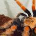 Brachypelma boehmei