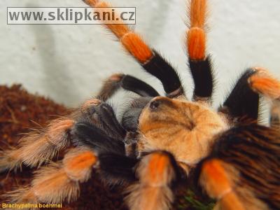 Brachypelma-boehmei