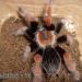 Brachypelma boehmei