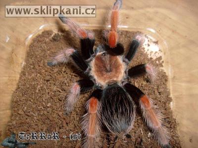 Brachypelma_boehmei