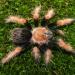 Brachypelma boehmei