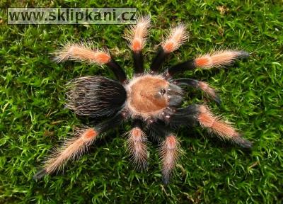 Brachypelma-boehmei