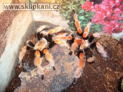 Brachypelma-boehmei