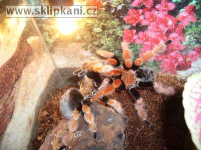 Brachypelma_boehmei