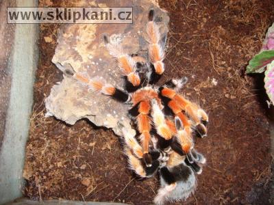 Brachypelma-boehmei