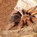 Brachypelma boehmei