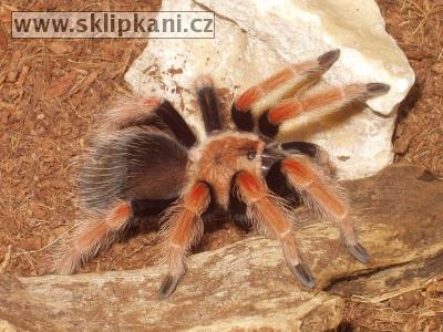 Brachypelma-boehmei