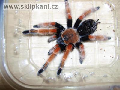 Brachypelma_boehmei