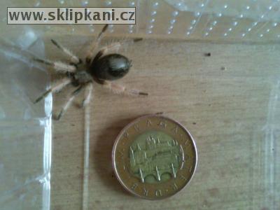 Brachypelma_boehmei