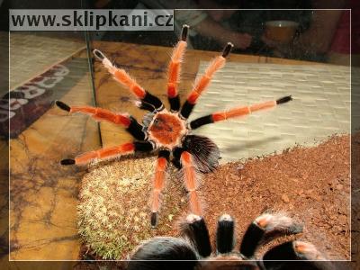 Brachypelma-boehmei