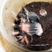 Brachypelma boehmei