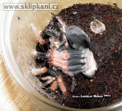 Brachypelma-boehmei