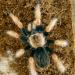 Brachypelma boehmei