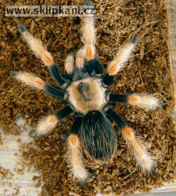 Brachypelma_boehmei