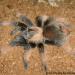 Brachypelma emilia