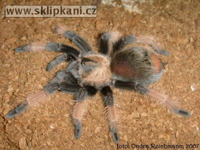 Brachypelma-emilia