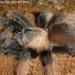 Brachypelma emilia