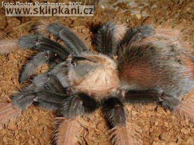 Brachypelma-emilia