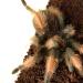 Brachypelma emilia