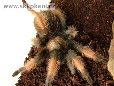 Brachypelma-emilia