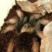 Brachypelma emilia