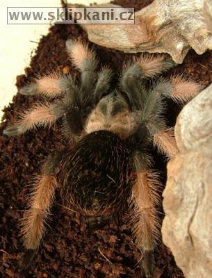 Brachypelma-emilia