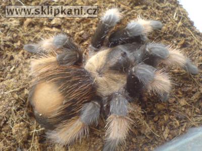 Brachypelma_emilia