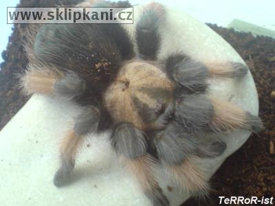 Brachypelma_emilia