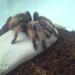 Brachypelma emilia