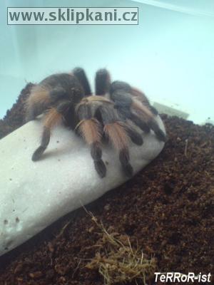 Brachypelma-emilia