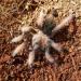 Brachypelma emilia