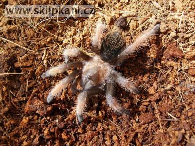 Brachypelma_emilia