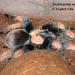 Brachypelma emilia