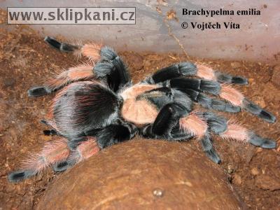 Brachypelma-emilia