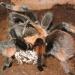 Brachypelma emilia