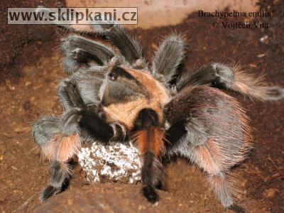 Brachypelma-emilia