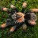 Brachypelma emilia