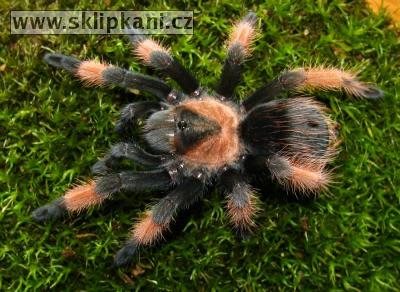 Brachypelma-emilia