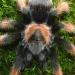 Brachypelma emilia