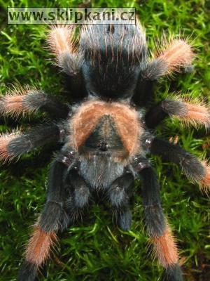 Brachypelma-emilia