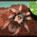 Brachypelma emilia