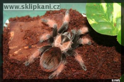 Brachypelma_emilia