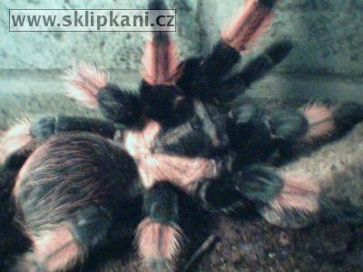 Brachypelma_emilia