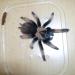 Brachypelma emilia